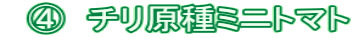 　④　チリ原種ミニトマト