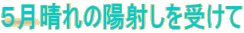 5月晴れの陽射しを受けて