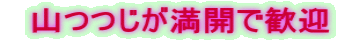 山つつじが満開で歓迎