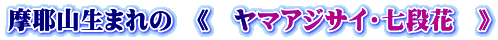摩耶山生まれの 《 ヤマアジサイ・七段花 》