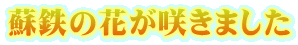 hS̉Ԃ炫܂