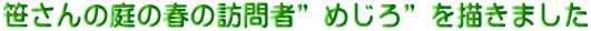 笹さんの庭の春の訪問者”めじろ”を描きました