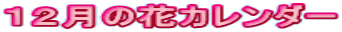 12月の花カレンダー