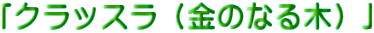 「クラッスラ(金のなる木)」
