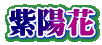 紫陽花