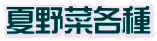夏野菜各種