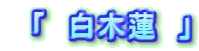 「 白木蓮 」