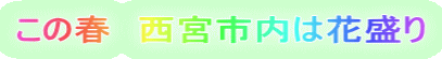 この春 西宮市内は花盛り